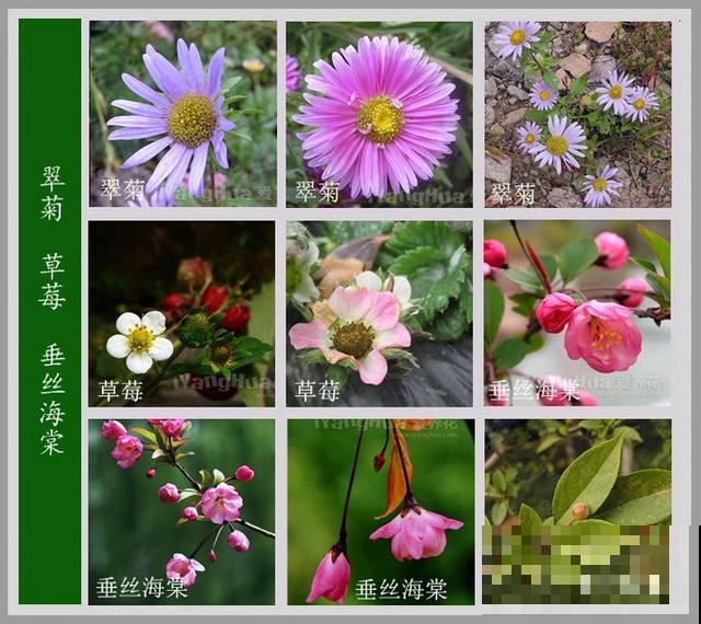 最齐全的《百花图谱》,珍藏起来,路边花都能叫上名! 最齐全的《百花图谱》,珍藏起来,路边花都能叫上名!