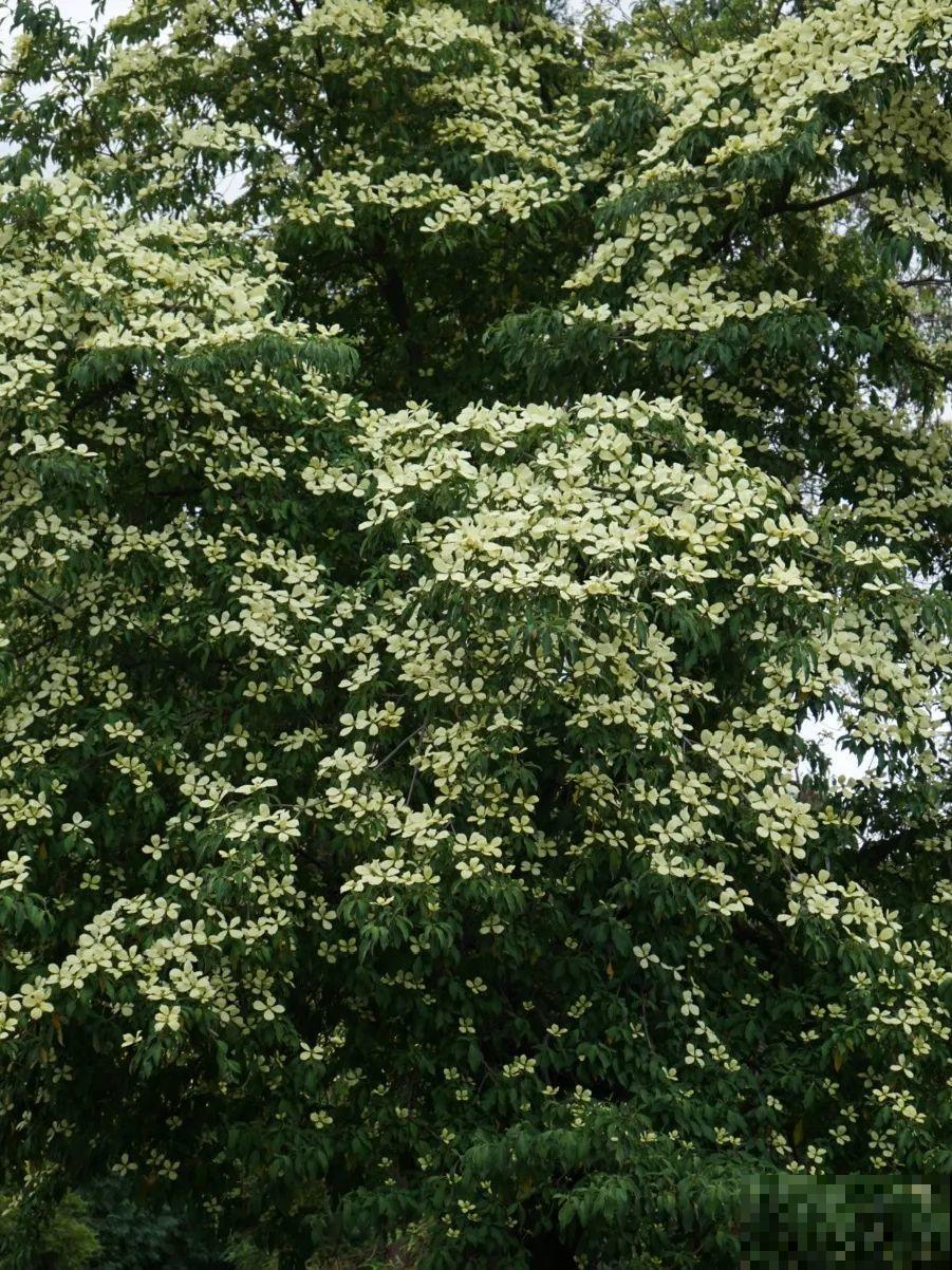 10种耐阴花，放在角落里，开花长成大树！