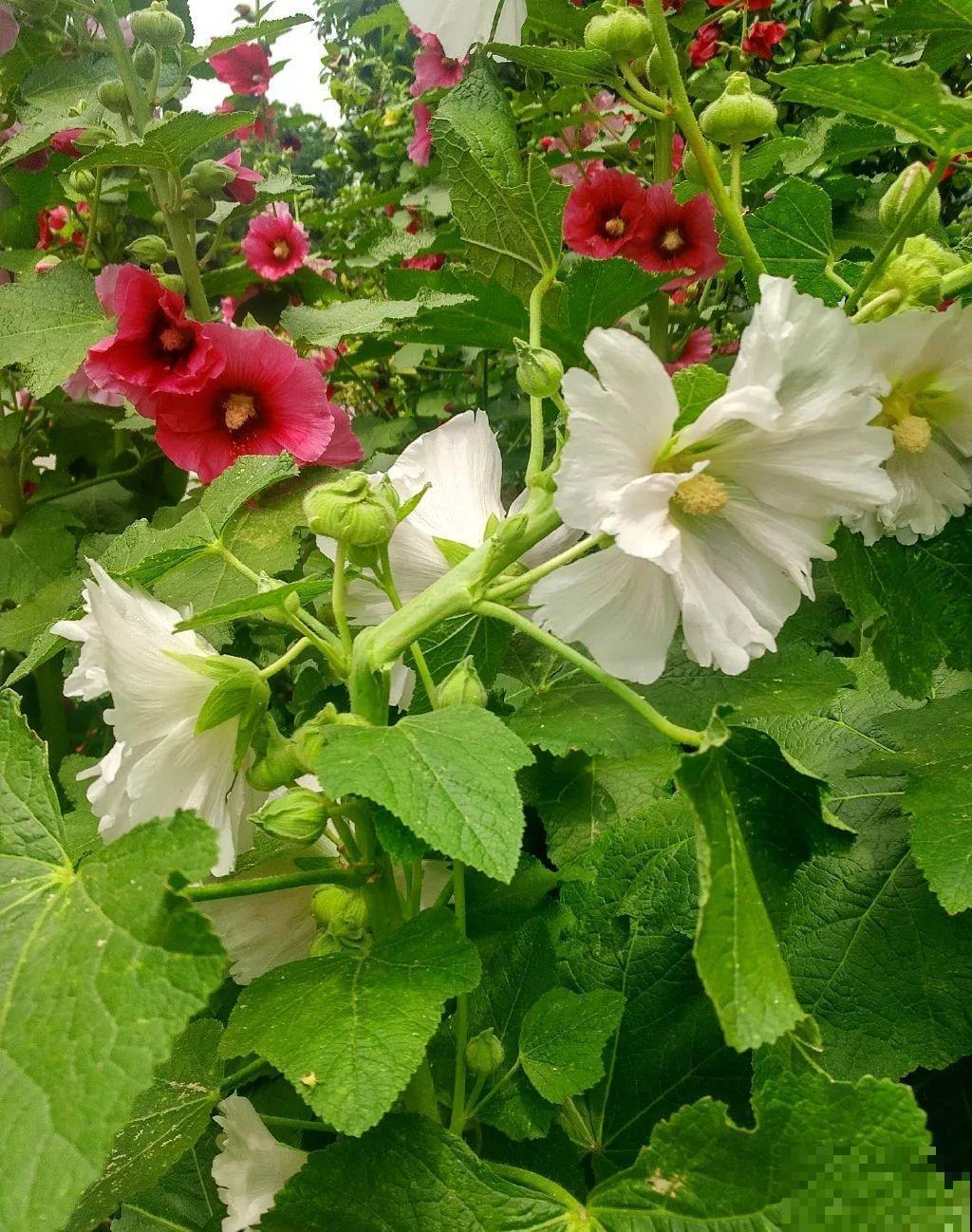 白色蜀葵竟被拦腰折断,说是因为颜色不吉利,真无语! 白色蜀葵竟被拦腰折断,说是因为颜色不吉利,真无语!