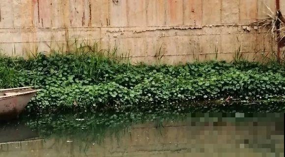 别花钱买了，这花野生一大堆，挖还是不挖？