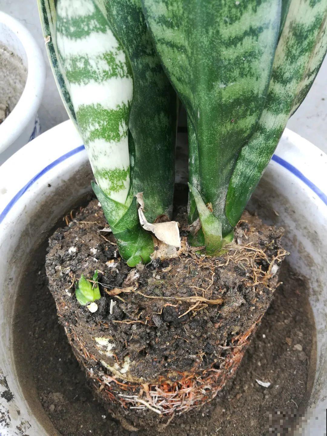 秋凉容易生虫子，月季招来害虫，必须赶紧换盆