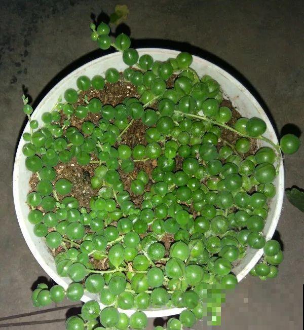 龟背竹长出长鞭子，连着茎一块砍下来，种土里就能活