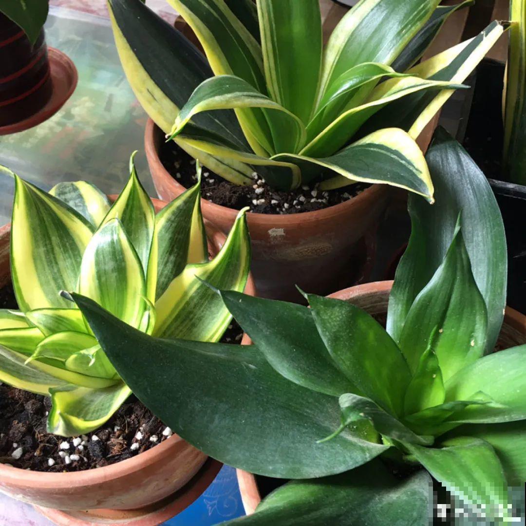 9月施肥季,这花赶紧贴秋膘,才能爆开花! 9月施肥季,这花赶紧贴秋膘,才能爆开花!