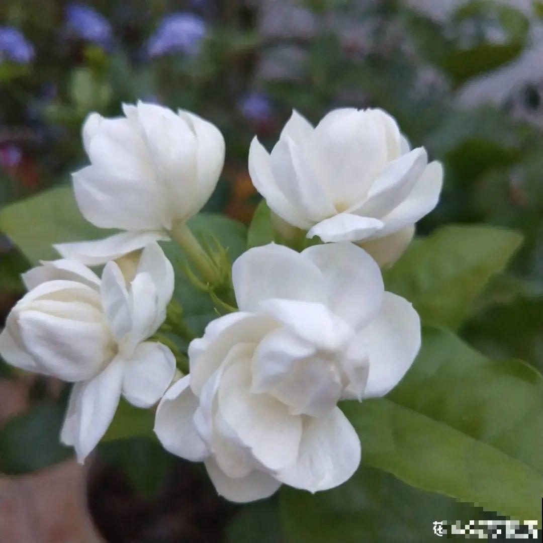 家里养3种花,最怕遇见这个,抓紧避免才能疯长! 家里养3种花,最怕遇见这个,抓紧避免才能疯长!