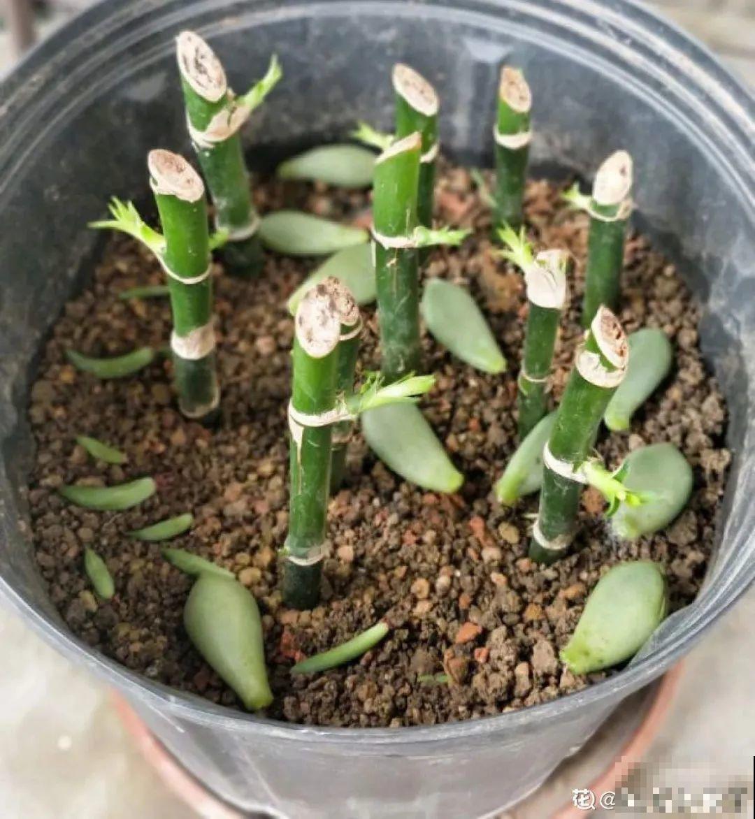 龟背竹长出长鞭子，连着茎一块砍下来，种土里就能活