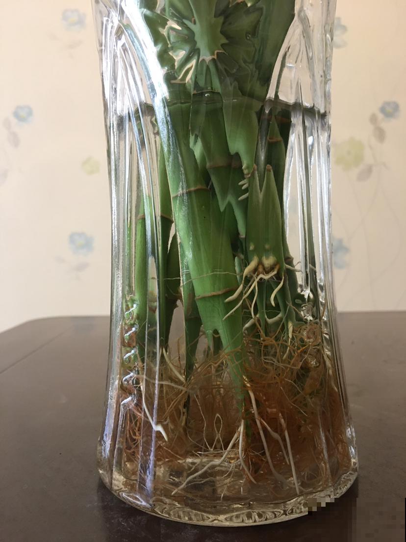 养了10年的芦荟,开出大红色花箭,寓意吉祥好运到 养了10年的芦荟,开出大红色花箭,寓意吉祥好运到