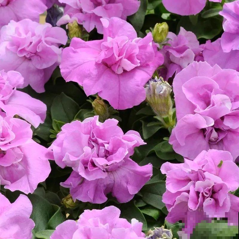 立秋后就养它，下个月爆盆，开花5、6次！