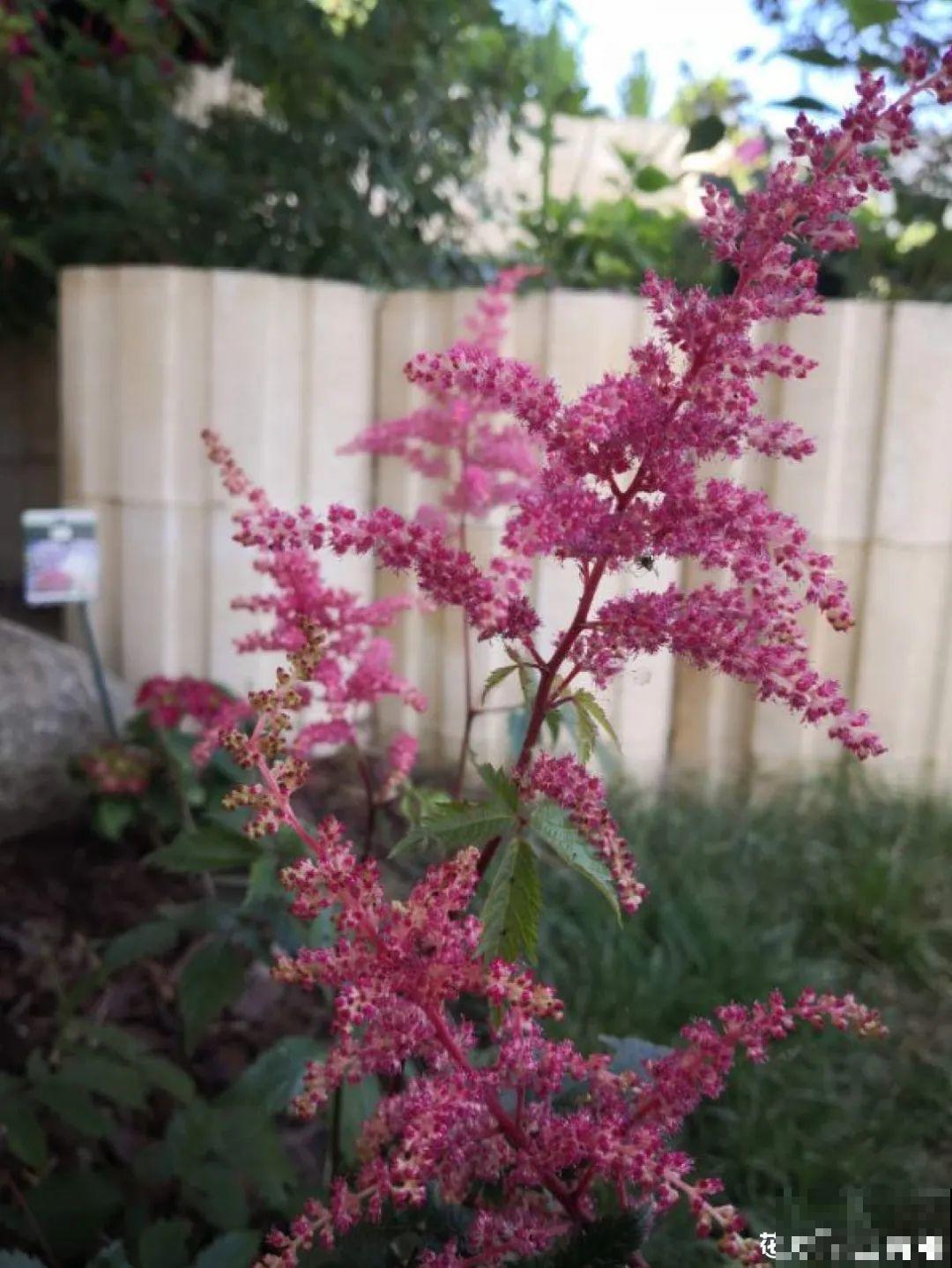 10种耐阴花，放在角落里，开花长成大树！