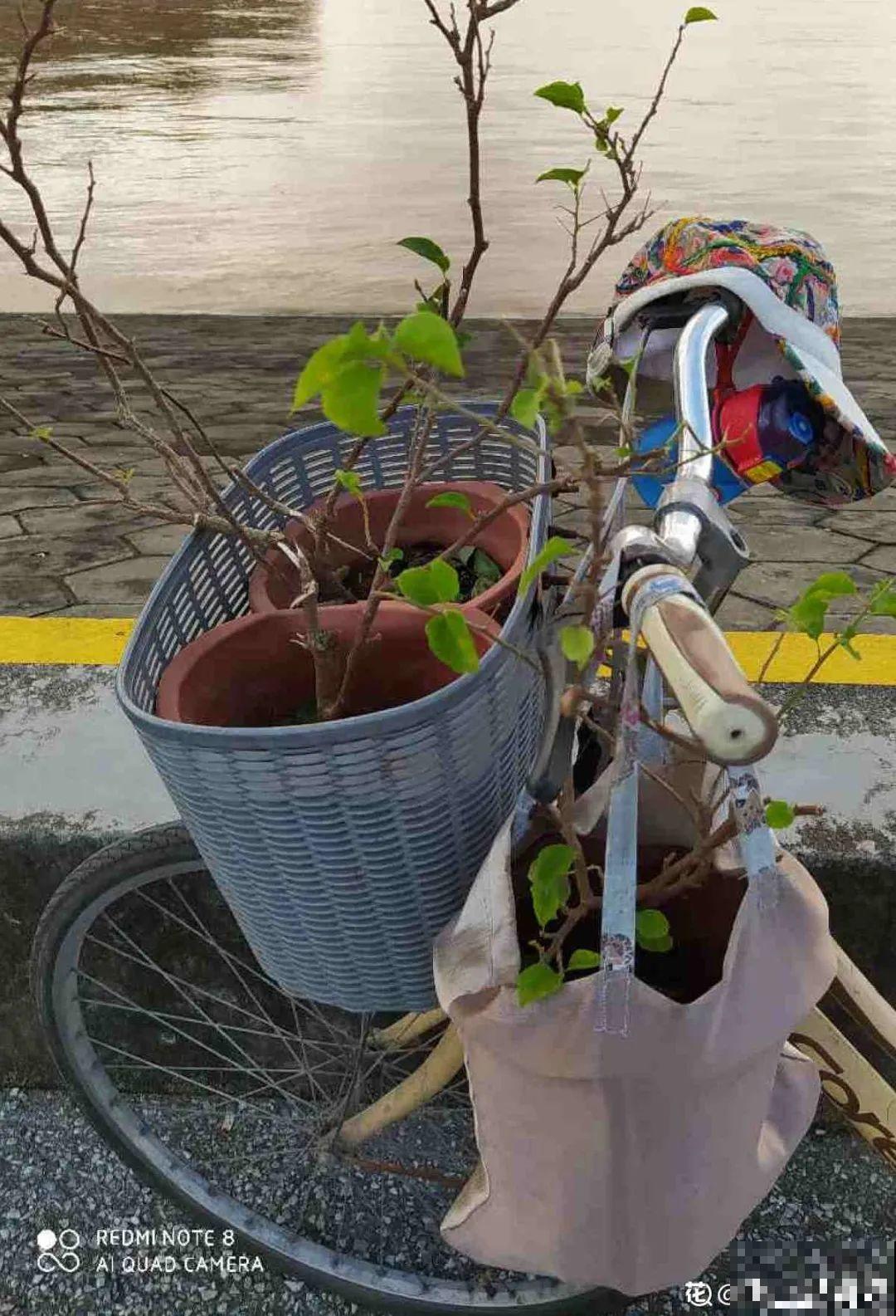 你扔的花,我捡回家,半个月起死回生! 你扔的花,我捡回家,半个月起死回生!