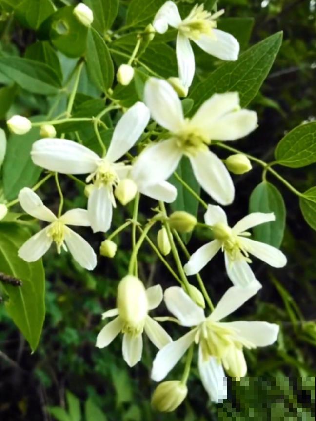 铁线莲容易买到假货，注意看价格，越便宜越有猫腻！