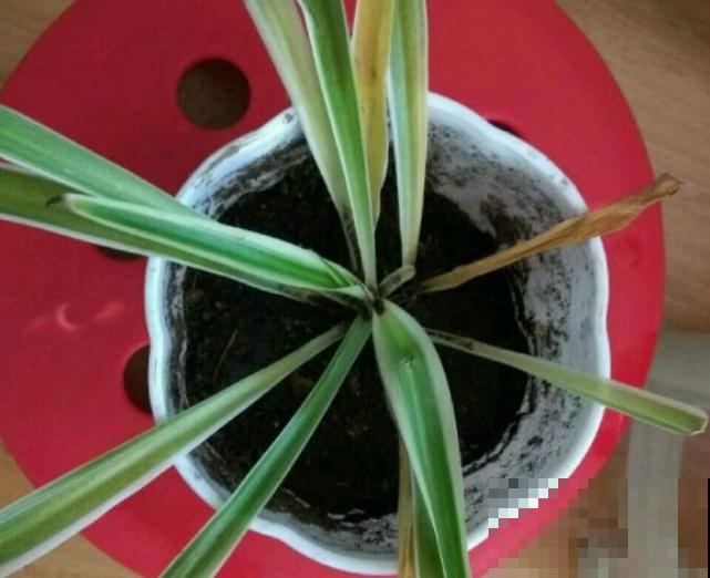 养花人,认识这4个字,就能解决黄叶和烂根问题! 养花人,认识这4个字,就能解决黄叶和烂根问题!