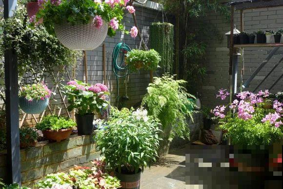 秋天的院子，养点喜欢的花，乐得自在