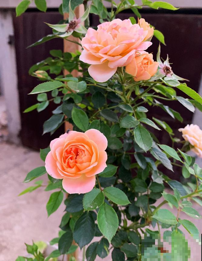 生活在于折腾,养花就是无休止的折腾,并且乐此不疲! 生活在于折腾,养花就是无休止的折腾,并且乐此不疲!