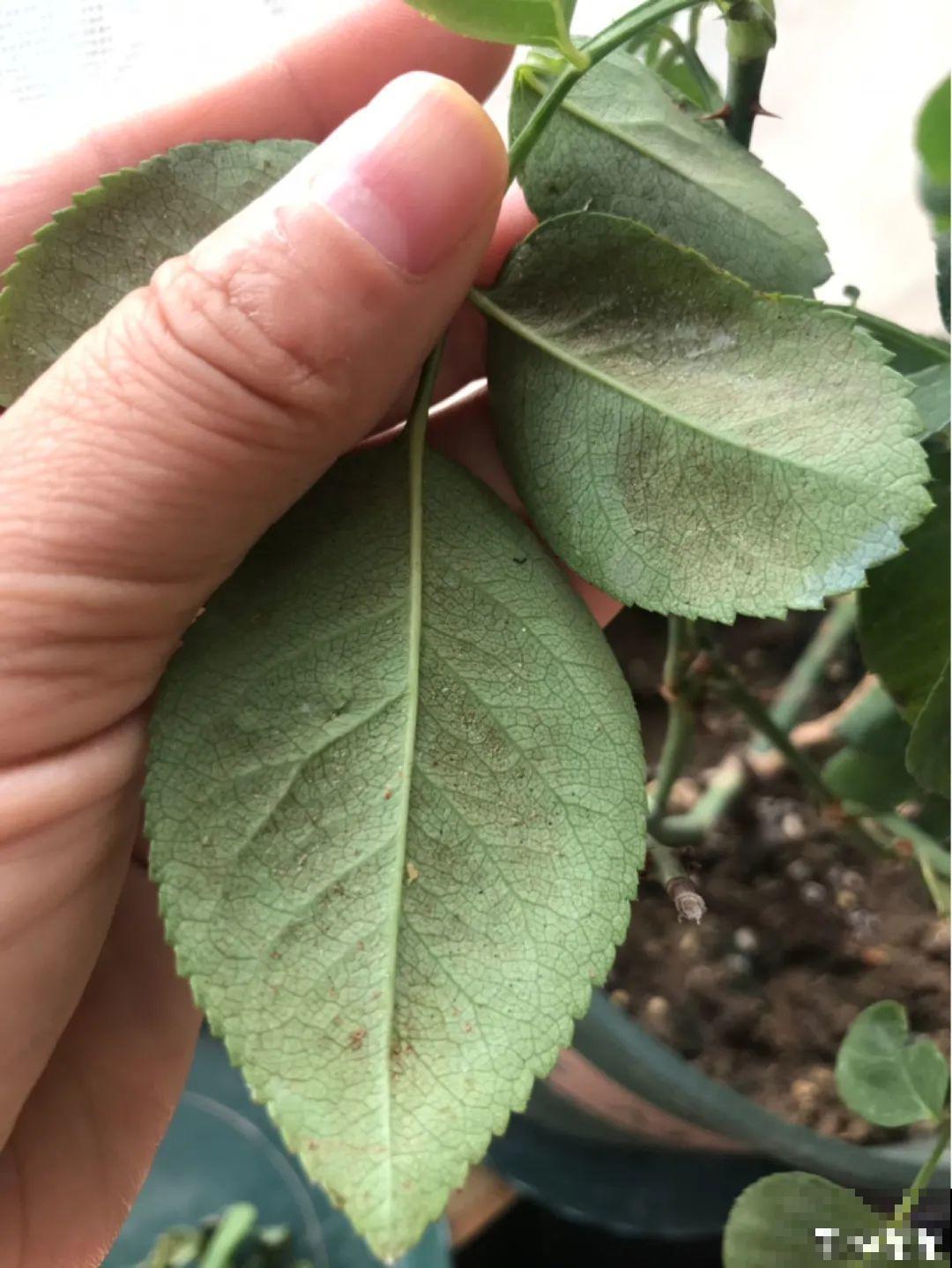 秋天虫子泛滥，不注意预防，家里的花都遭殃！