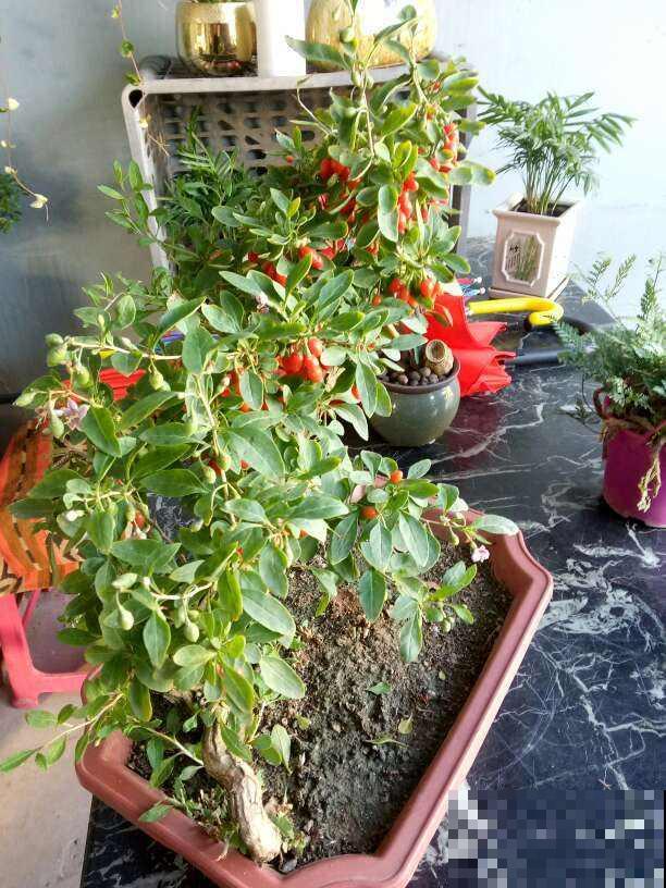 夏天养香草,摘下叶子能泡茶,还能清热解毒! 夏天养香草,摘下叶子能泡茶,还能清热解毒!