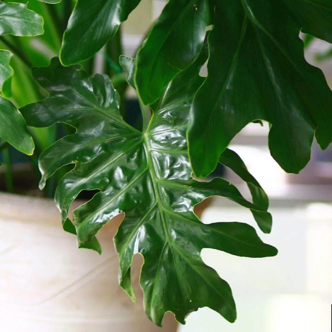 24种植物“净化器”,每个房间养一盆,太值了! 24种植物“净化器”,每个房间养一盆,太值了!