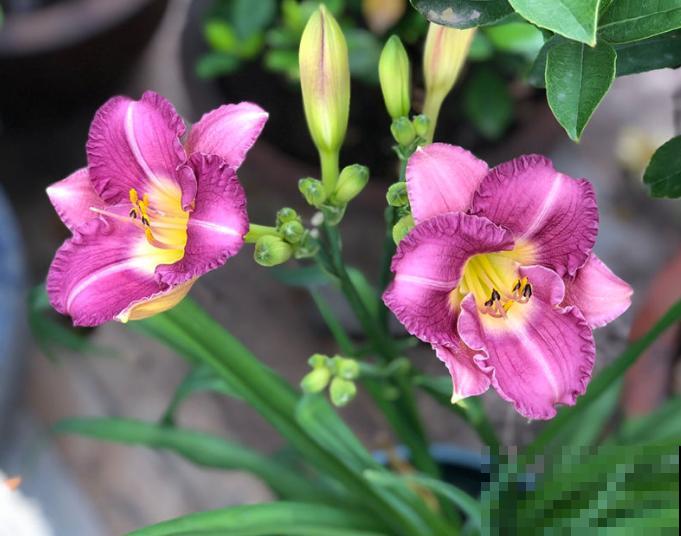 最适合各个地方养的花，快看你的家乡，适合养哪些花！