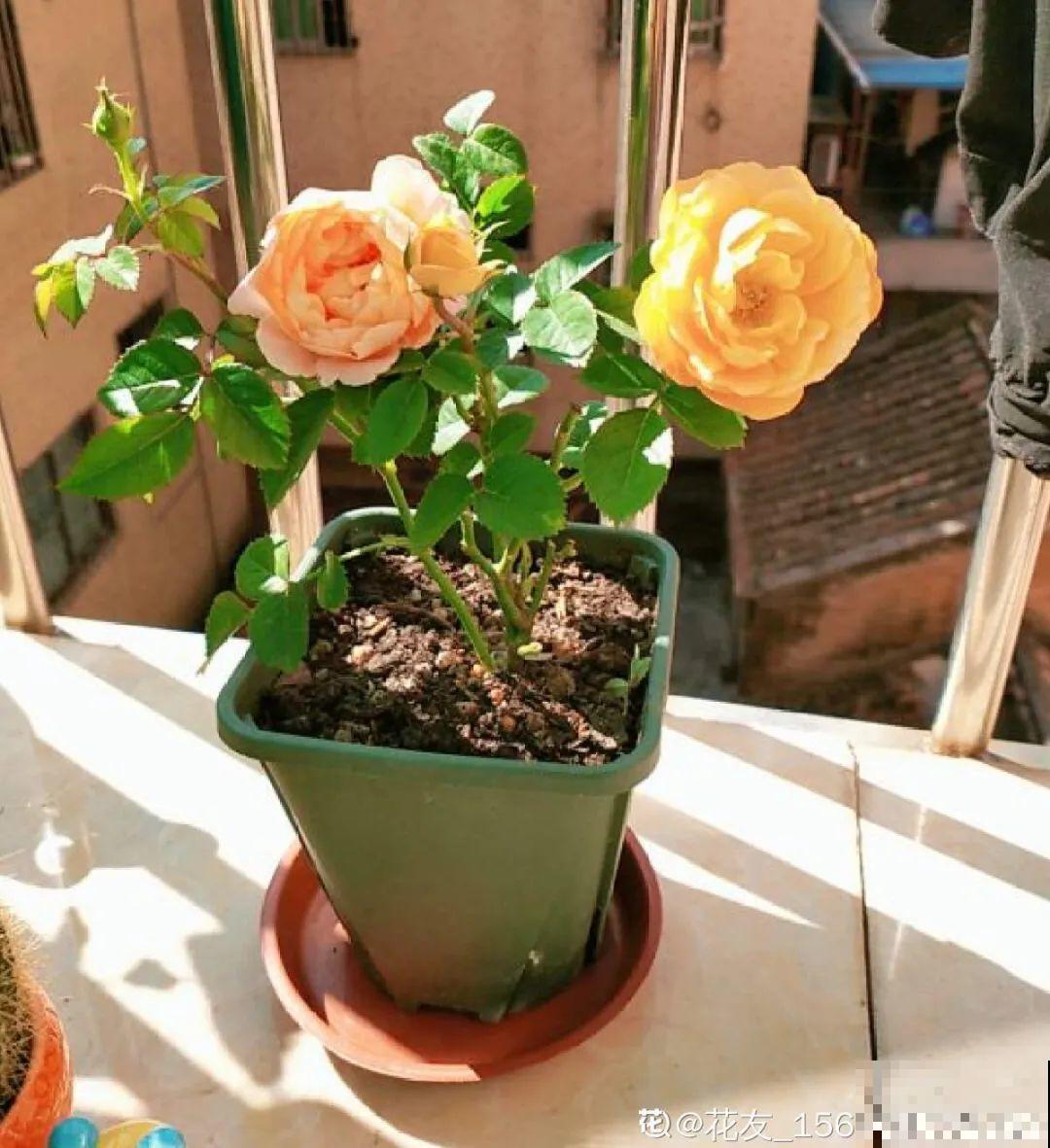 6种花,现在长的快,多浇水、勤施肥! 6种花,现在长的快,多浇水、勤施肥!