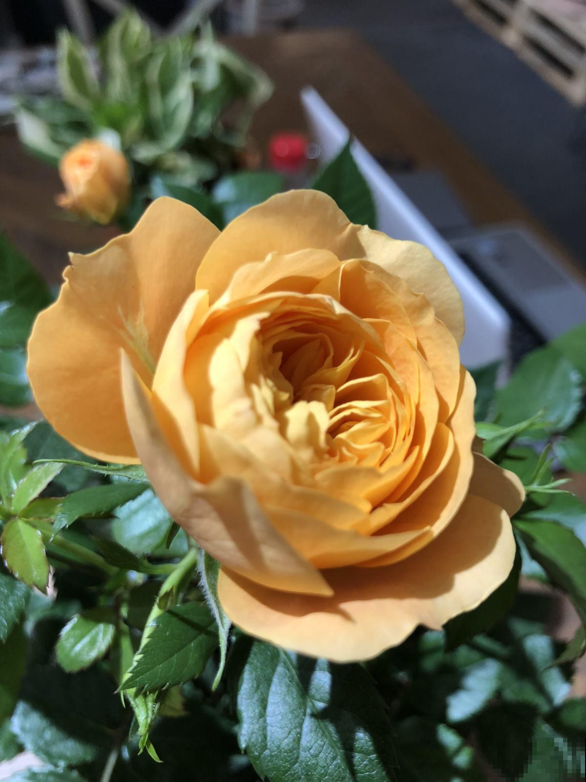 月季到了秋天开始“欢腾”,要抓好施时机,花苞才能砰砰冒不停 月季到了秋天开始“欢腾”,要抓好施时机,花苞才能砰砰冒不停