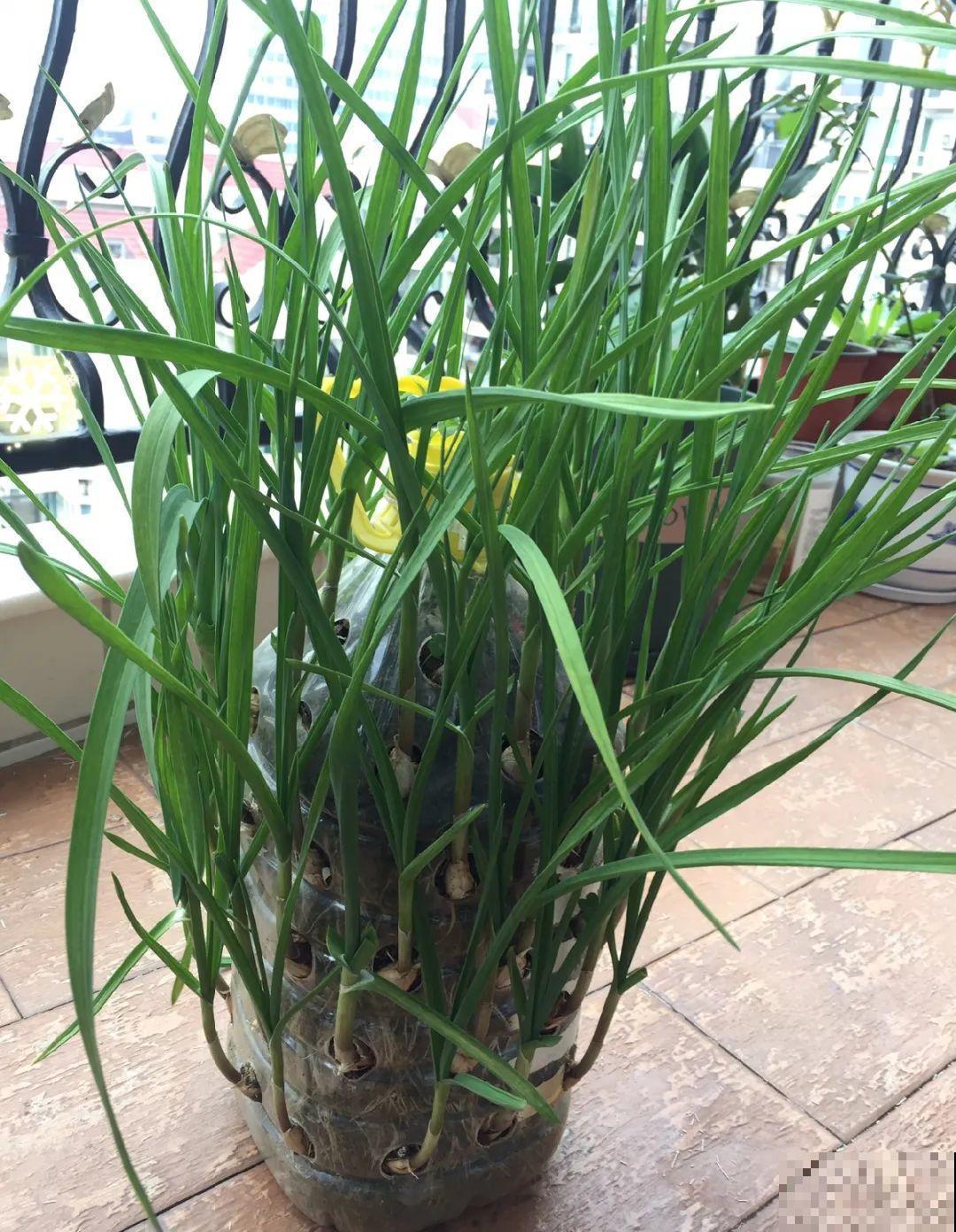 把菜种自家墙上,多得吃不完,太震撼 把菜种自家墙上,多得吃不完,太震撼