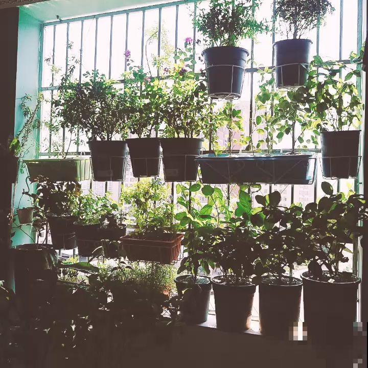 家里4个角落别浪费，分别养些好看的花，一年就能变花园！