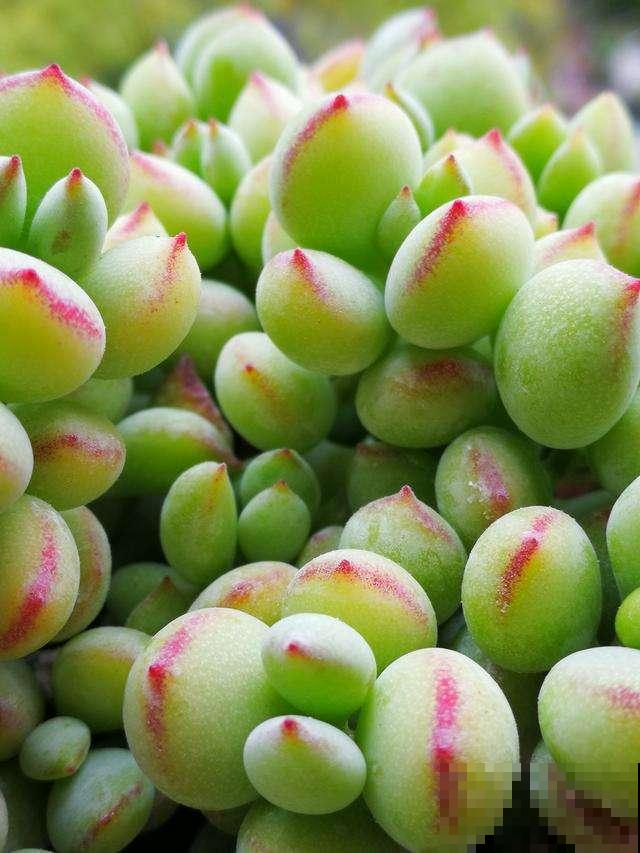 多肉这么养,才能养的白白胖胖,10年不烂根 多肉这么养,才能养的白白胖胖,10年不烂根