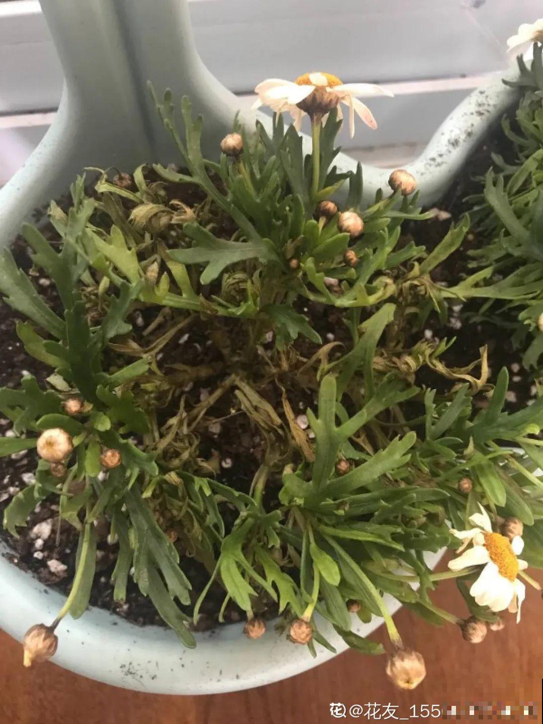 秋老虎来了，9种花进入“死期”，切莫大意！