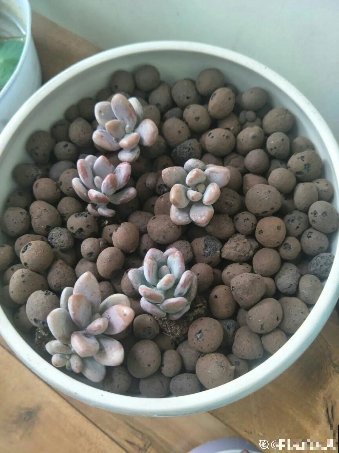 盆面冒杂草，到底拔不拔？