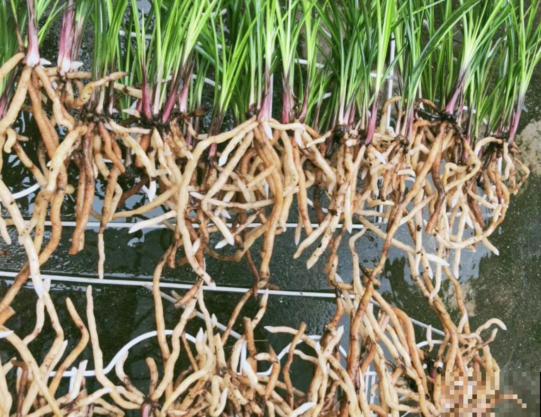 养花最重要的就是选花盆，花盆选错了，花都长不好