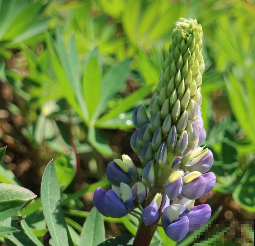 童年回忆羽扇豆,别说不认识,养盆送给妈! 童年回忆羽扇豆,别说不认识,养盆送给妈!