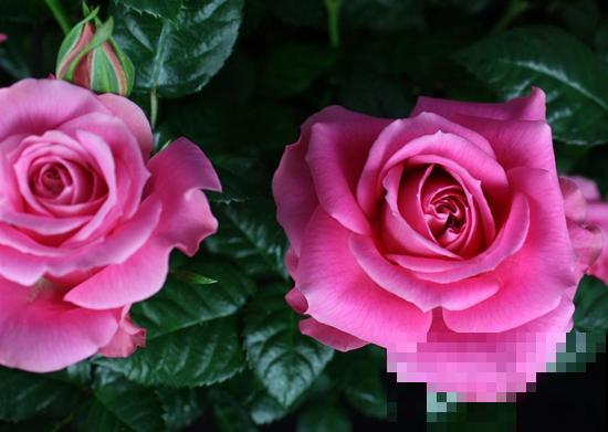 月季开花多,花期长,家里养正合适 月季开花多,花期长,家里养正合适