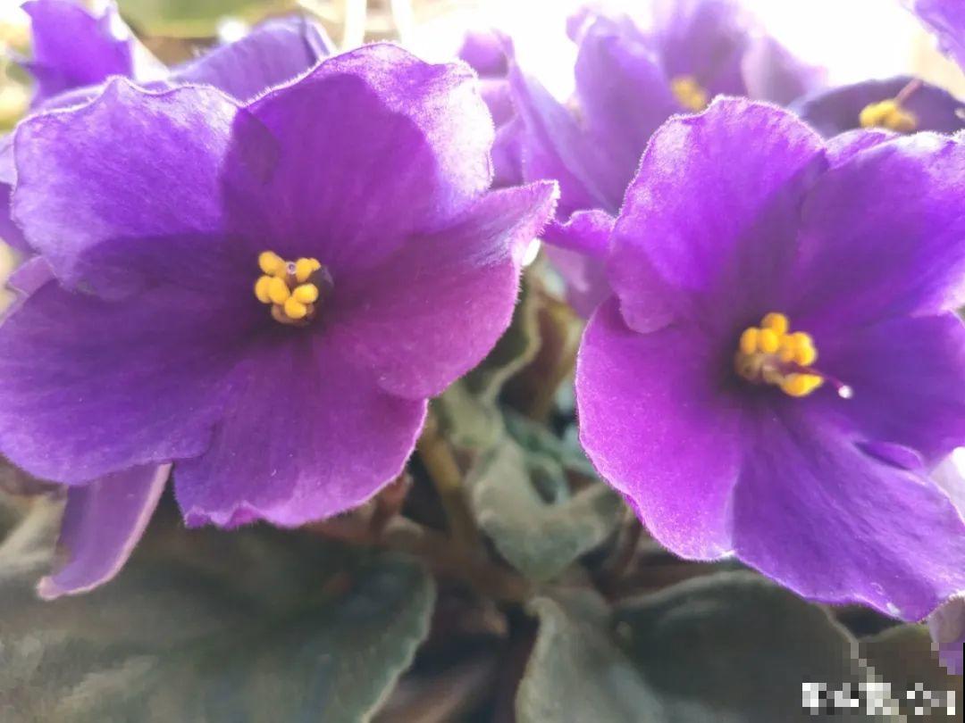 6种花开花就像假的,花期还特长,凑近一看才能辨别 6种花开花就像假的,花期还特长,凑近一看才能辨别