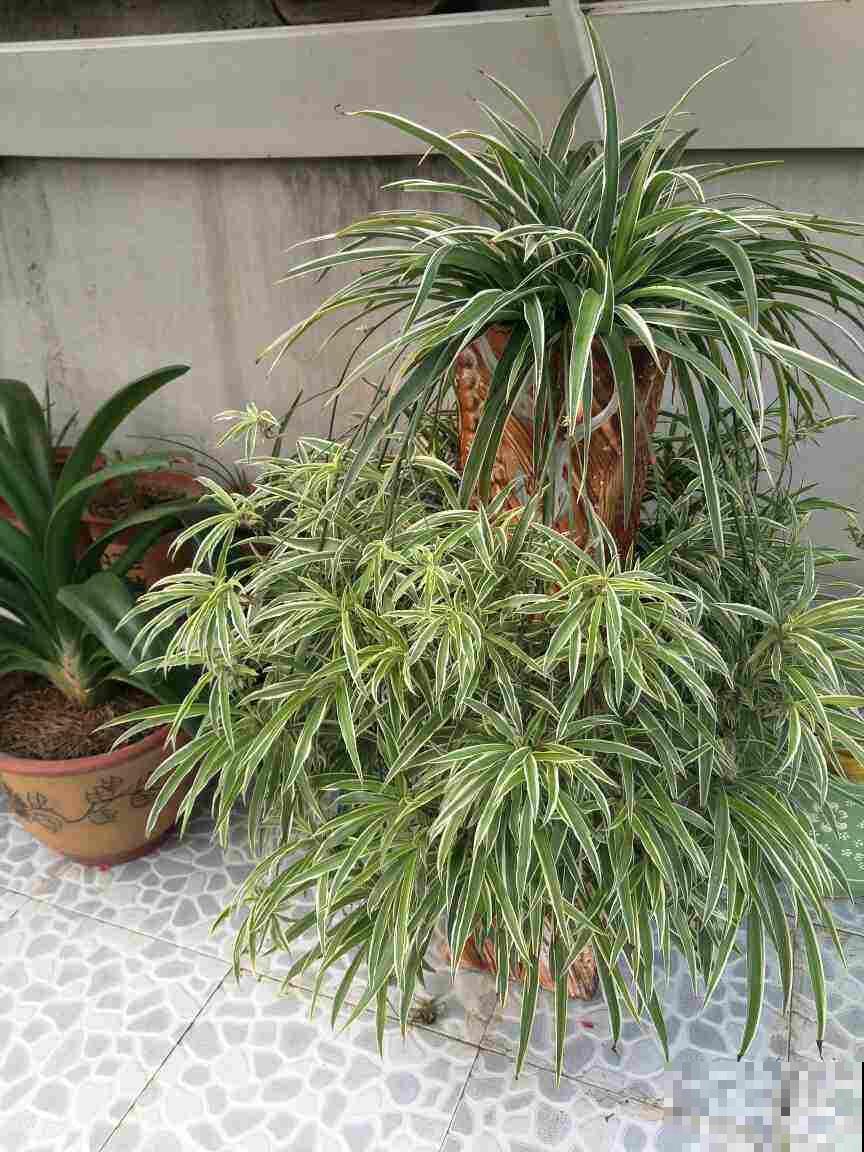 文竹掐个枝，找个瓶子插水里，呼呼冒出小笋芽