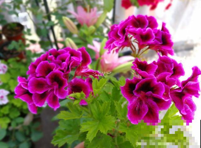 秋天养花就得折腾,修剪换盆施肥,一个工作都不能少! 秋天养花就得折腾,修剪换盆施肥,一个工作都不能少!