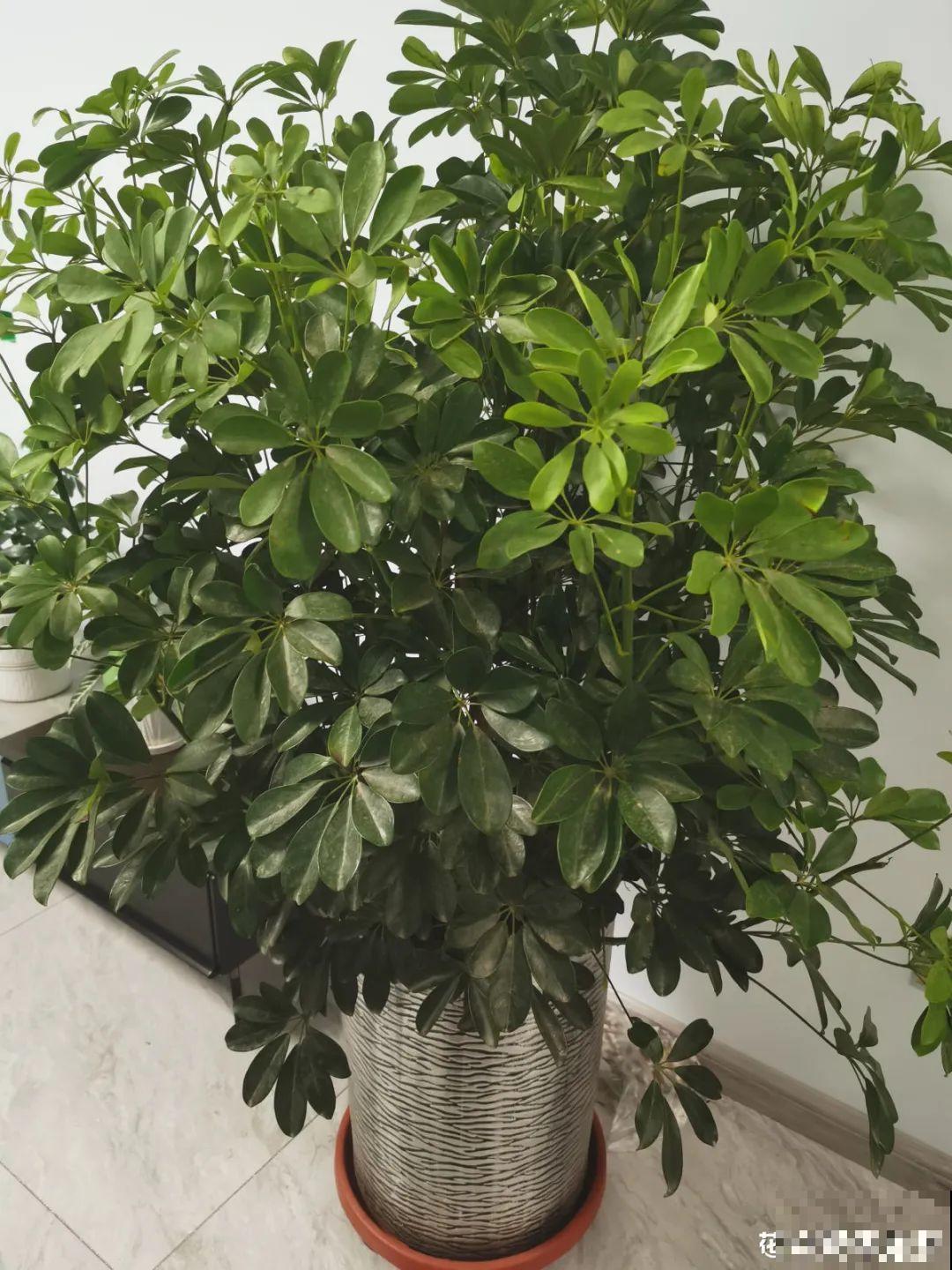 卧室养花要警惕，选不对，让你整夜睡不着！