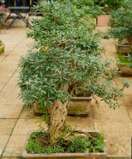 5种水果盆栽，秋天种刚好，果子能结一大片！