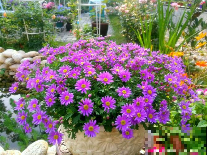 现在是播种最佳时期,种多少活多少,从秋开到春! 现在是播种最佳时期,种多少活多少,从秋开到春!