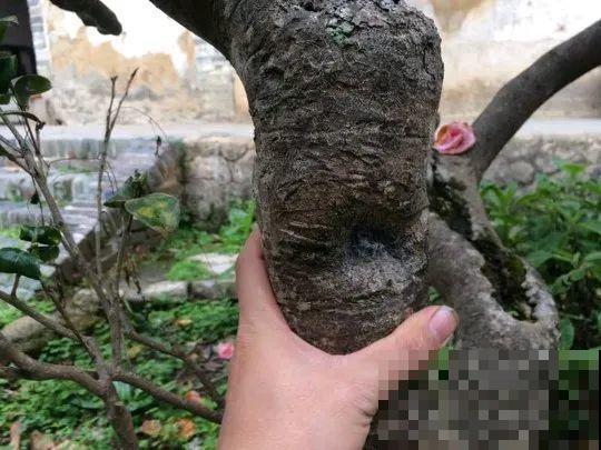 407岁古树，熊孩子玩火烧坏，只剩树皮还能活？