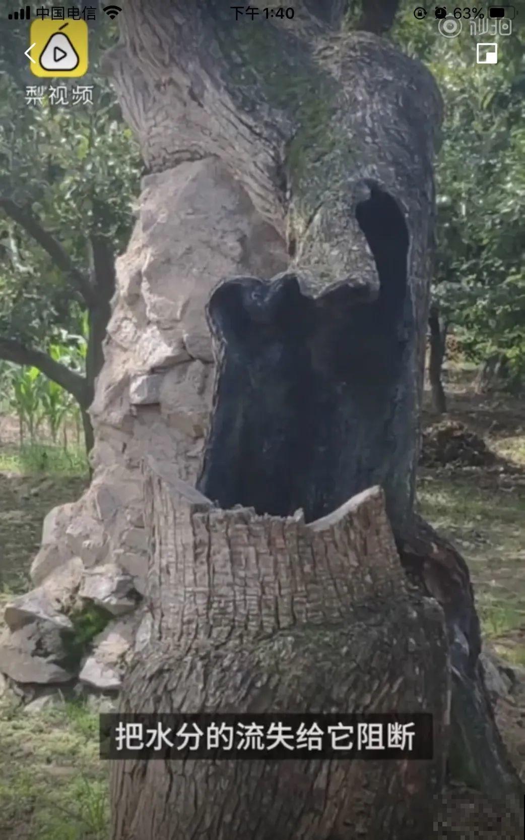 407岁古树，熊孩子玩火烧坏，只剩树皮还能活？