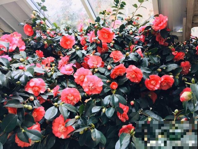 20种花秋天浇水避坑指南,现在就注意,来年长更好! 20种花秋天浇水避坑指南,现在就注意,来年长更好!