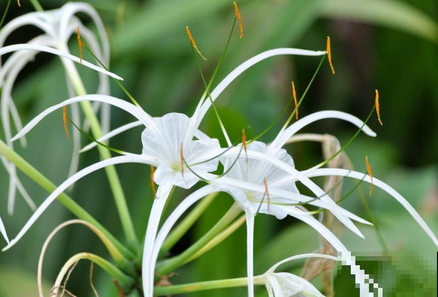 16种奇花异草,随便挑一个,你都没见过! 16种奇花异草,随便挑一个,你都没见过!