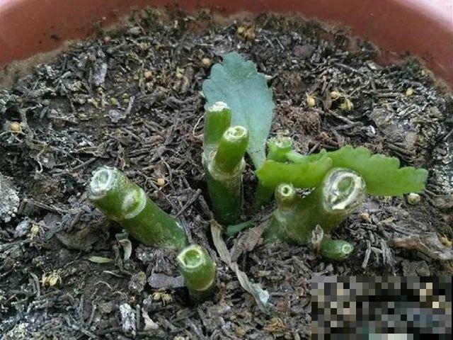 现在开始，这10种花不能剪，剪了开花难！