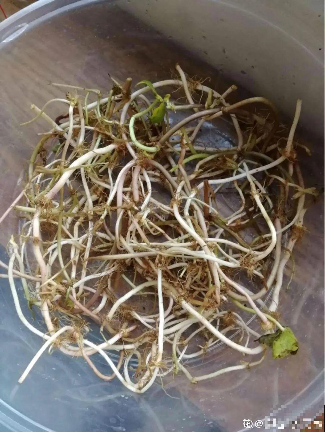 龟背竹长出长鞭子，连着茎一块砍下来，种土里就能活