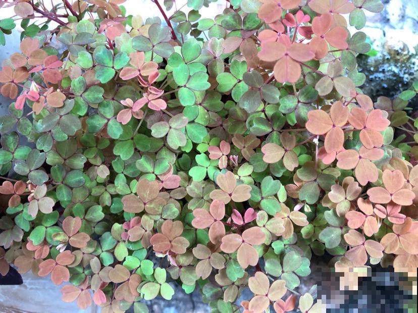 路边的小草花，挖回家种1盆，半年爆出10盆