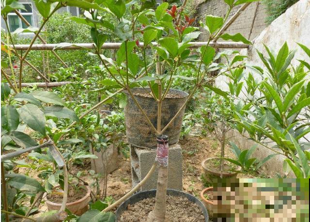 不会嫁接?学会这几步,轻轻松松拥有桂香满园! 不会嫁接?学会这几步,轻轻松松拥有桂香满园!