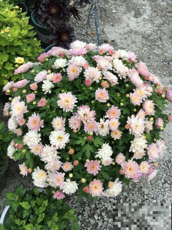 入秋后更适合养草花,一盆能开上百朵,便宜又好养! 入秋后更适合养草花,一盆能开上百朵,便宜又好养!