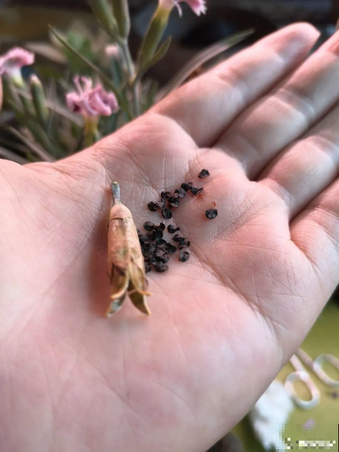 5种花，只能秋天播种，苗壮开花多！