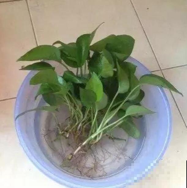 换盆有讲究,不能乱来,伤到根部就惨啦! 换盆有讲究,不能乱来,伤到根部就惨啦!