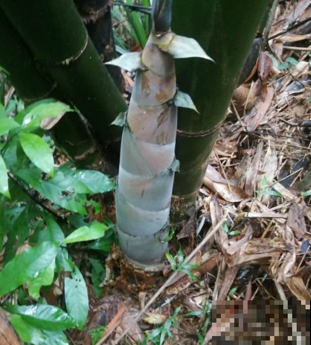 16种奇花异草,随便挑一个,你都没见过! 16种奇花异草,随便挑一个,你都没见过!