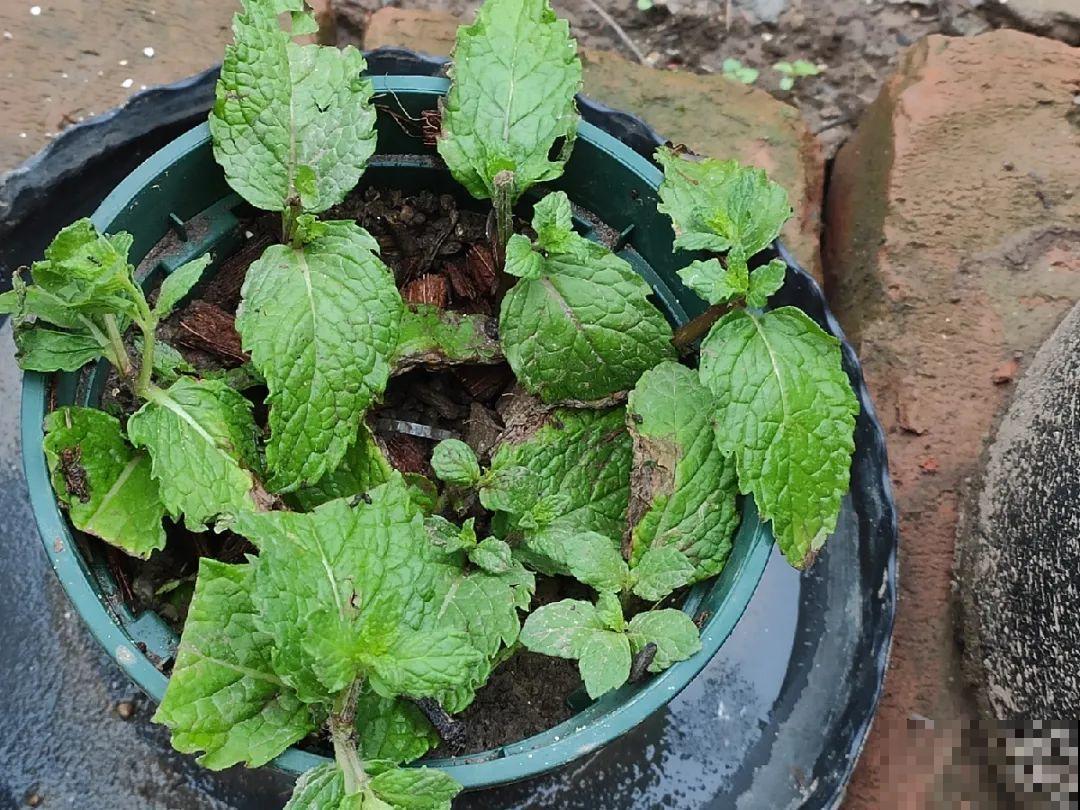 扦插这些花,只需摘几片叶子,生根太容易! 扦插这些花,只需摘几片叶子,生根太容易!